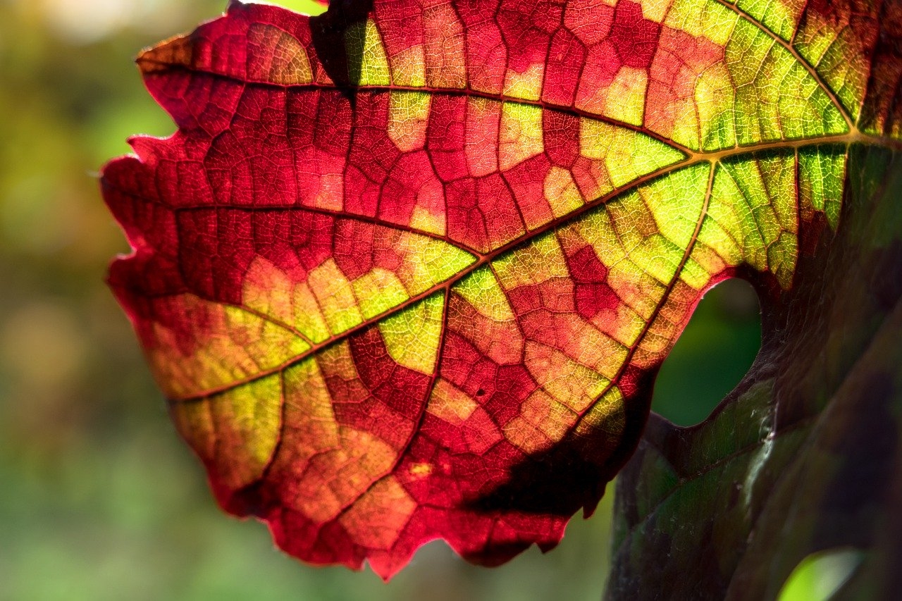 RISTRUTTURAZIONE E RICONVERSIONE DEI VIGNETI